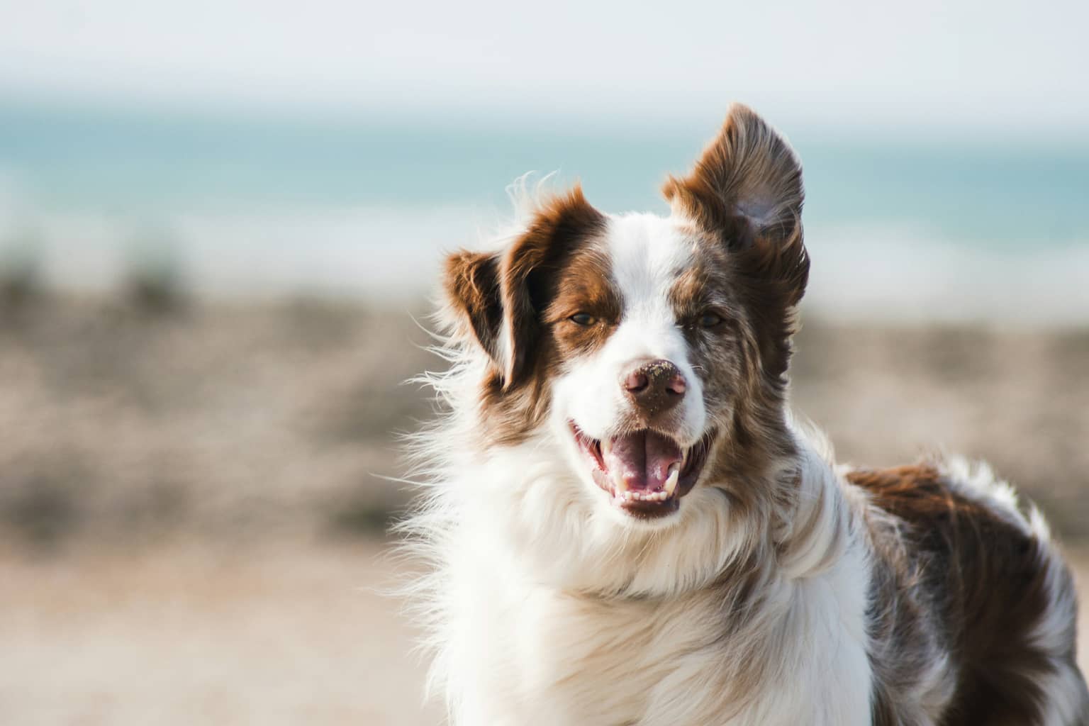 Dog owner training a puppy outdoors